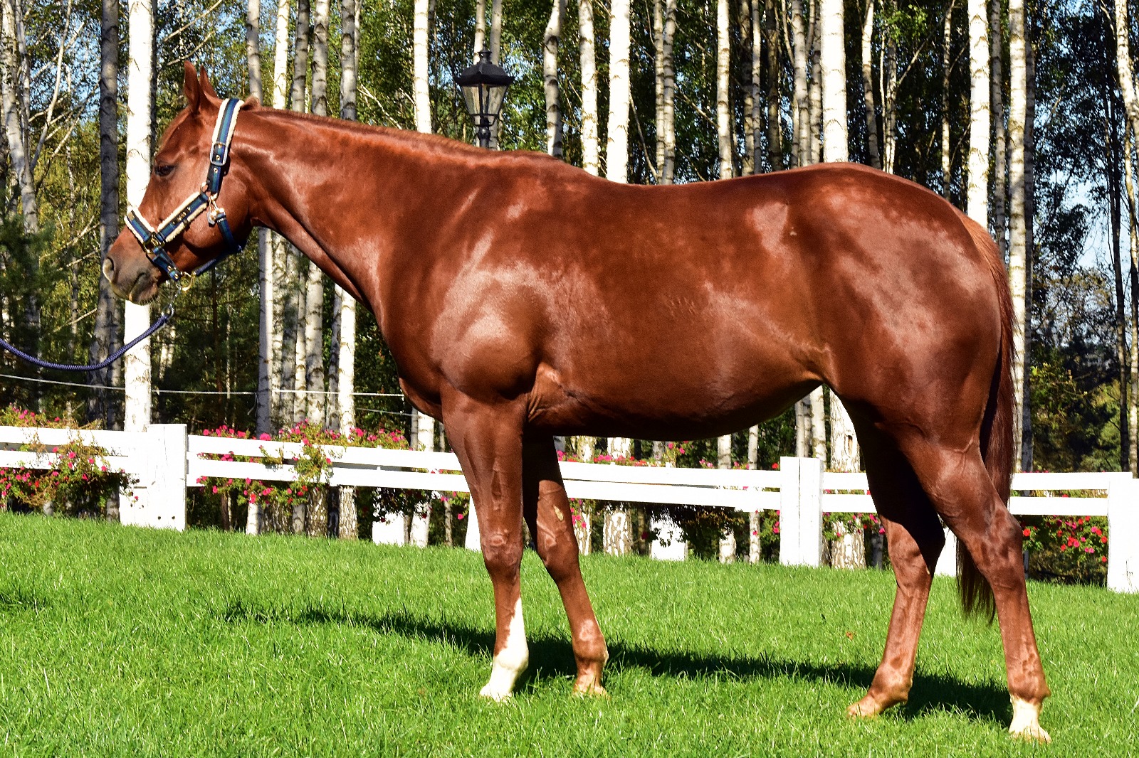 MS Little Turbo Lena