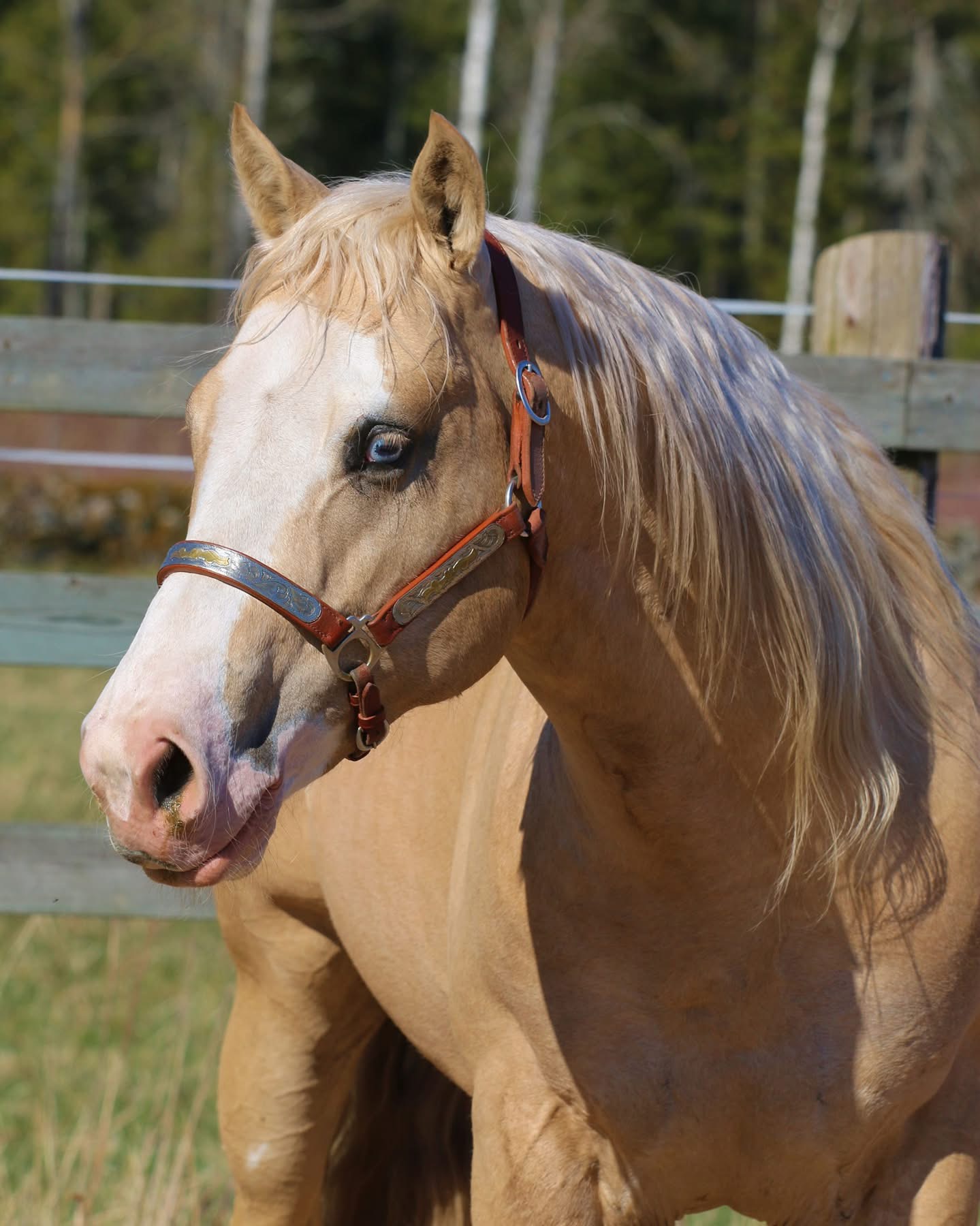 HH Face Me Withcrome